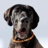 Amberdog Bernsteinkette -Sonne- 68 cm