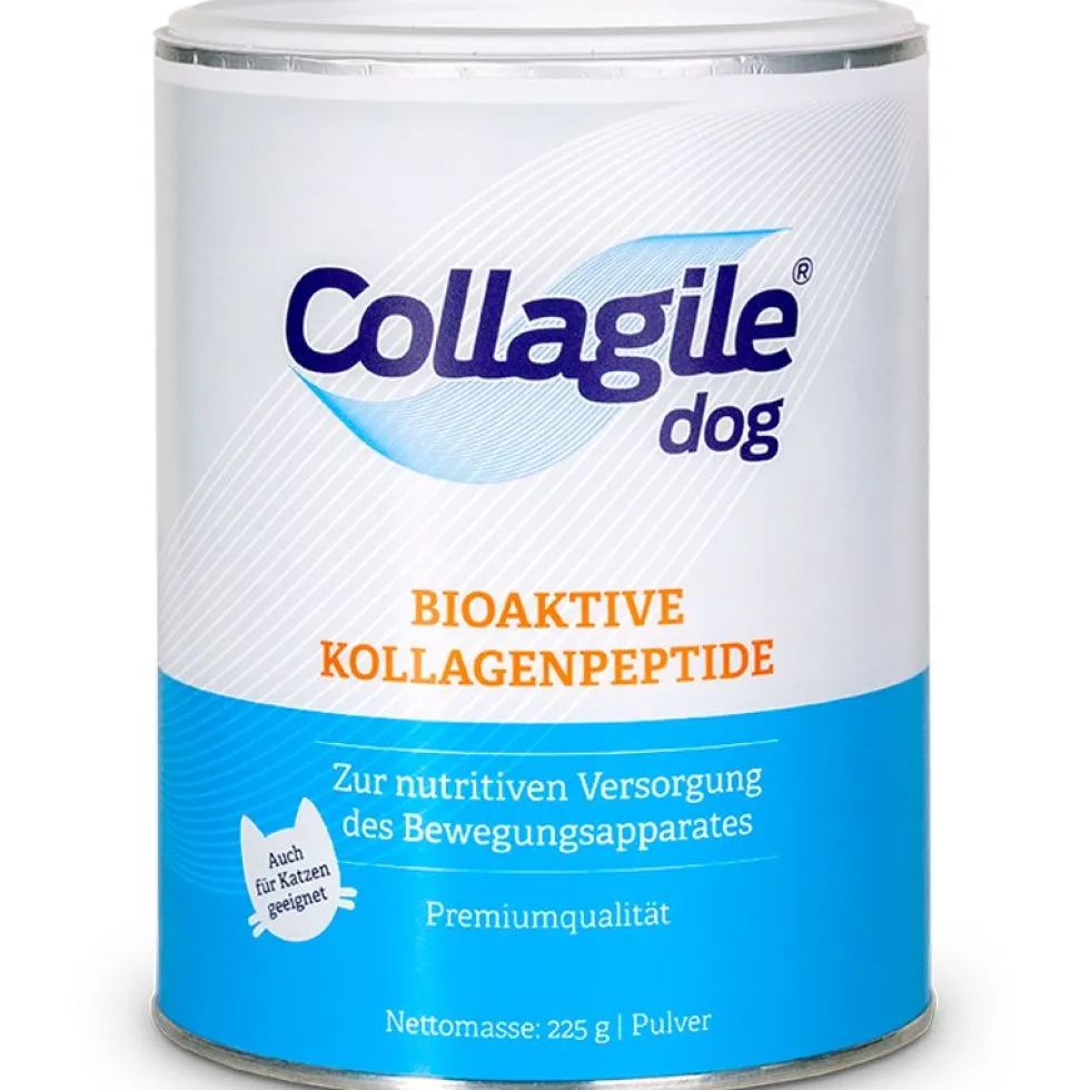 Collagile dog
