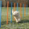 Dog Activity Agility Slalom, 115x3 cm, 12St., blau/orange