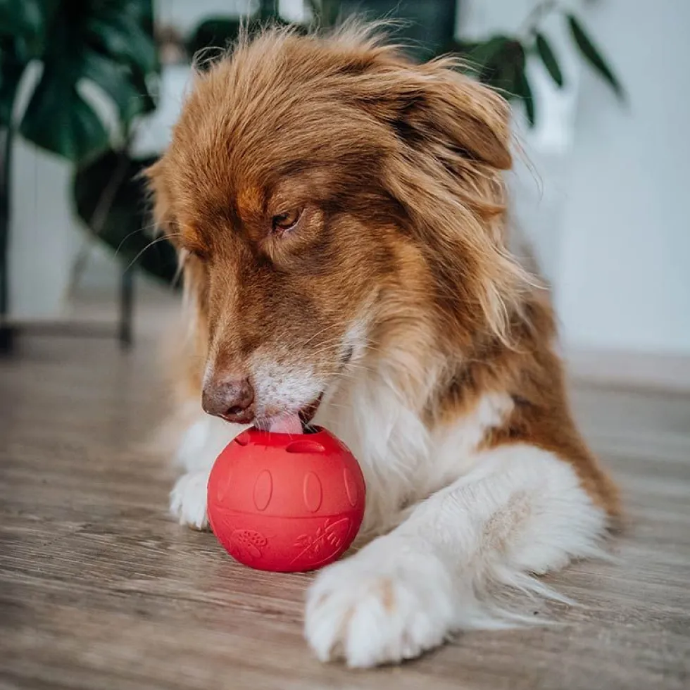 SmoothieDog Schleckball-Set