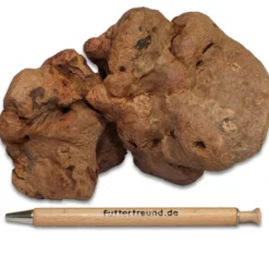 Torgas Kauwurzel - 1 Stück Größe L