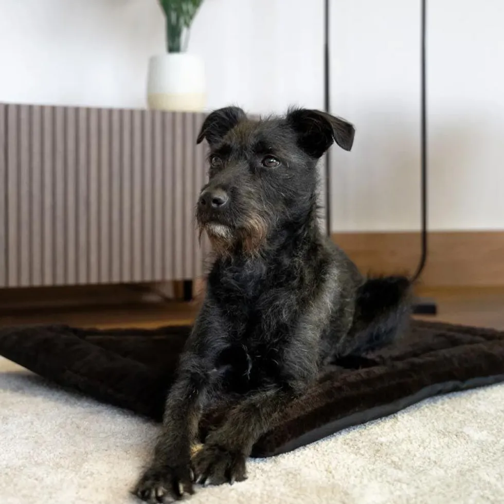 TrendPet Harmony Flex, braun